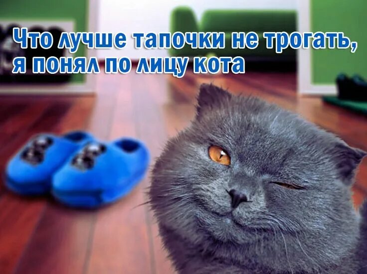 Кота тапком фото #fun #тапочки #смех #юмор #подарок Юмор, Смех