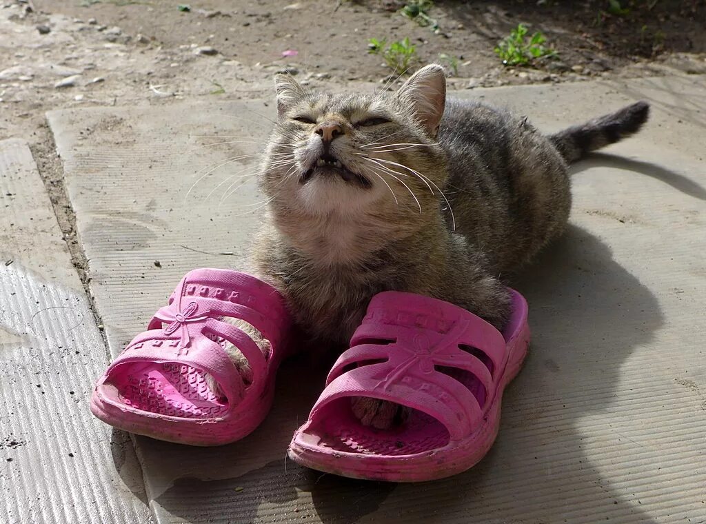 Кота тапком фото Ответы Mail.ru: Золушка потеряла оба шлепанца, как теперь ее принц найдет?