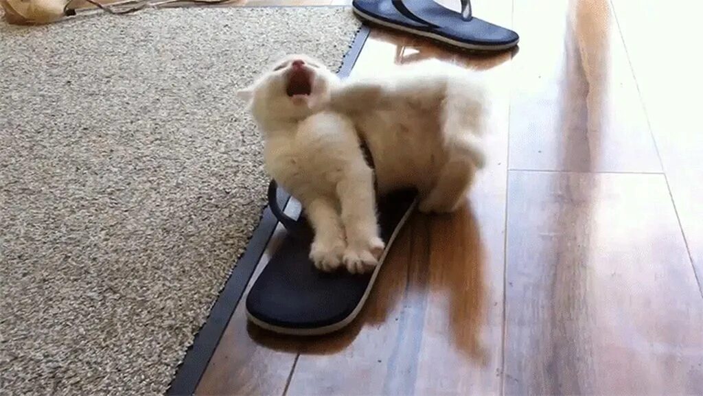 Кота тапком фото Still gots my 9 lives - GIF on Imgur