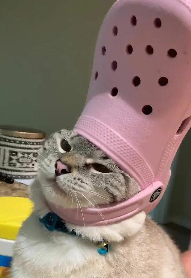 Кота тапком фото His Holiness The Pope: Pets With Crocs Hats - I Can Has Cheezburger? Cute baby c