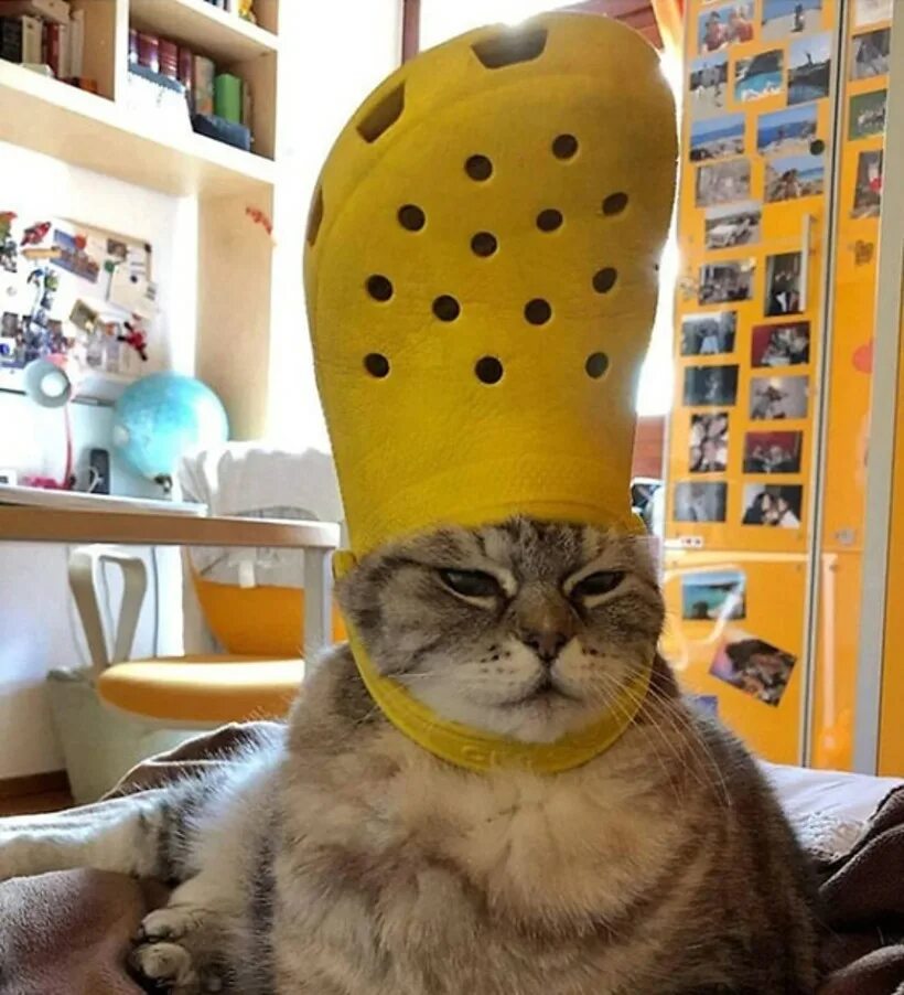 Кота тапком фото Забавные домашние питомцы, которые примерили образ Папы Римского