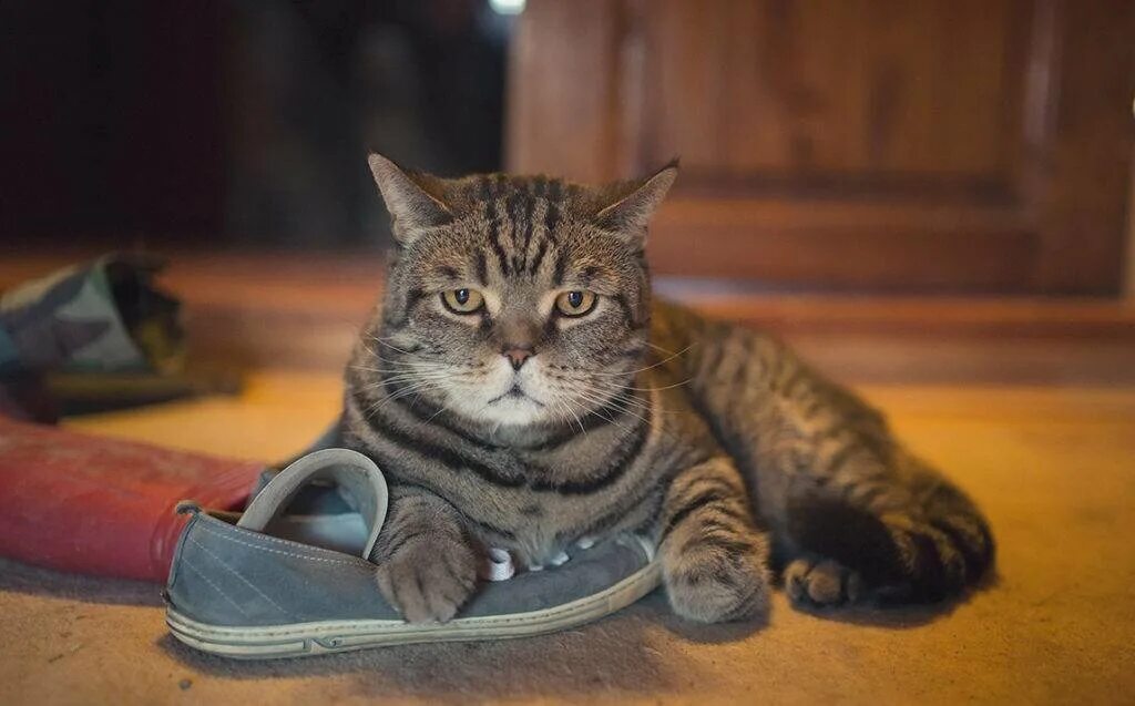Кота тапком фото Доставка, которая всегда рядом Fishki.Net Дзен