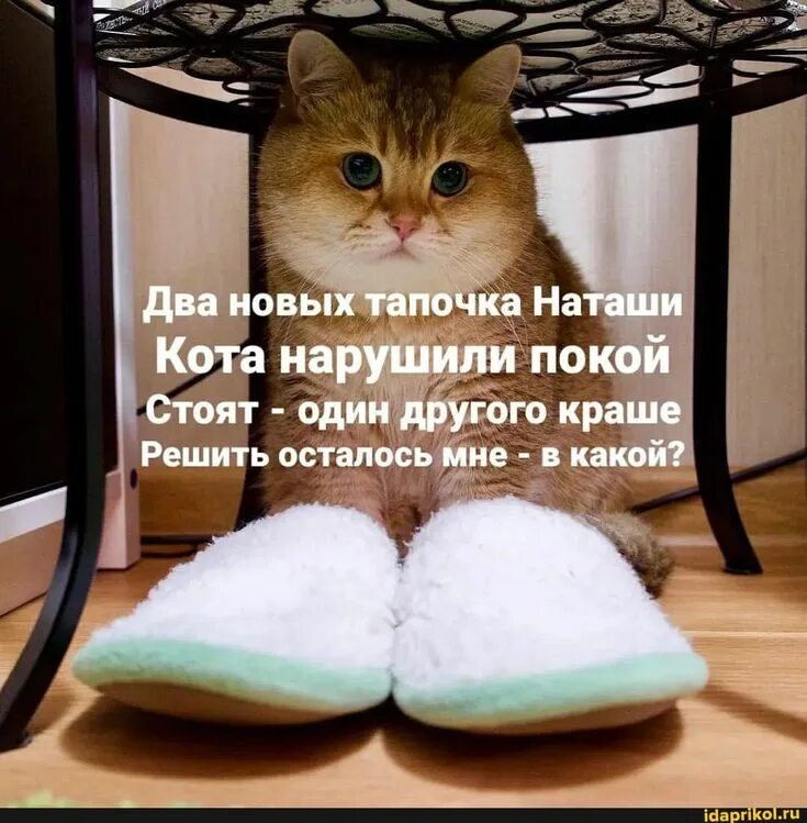 Кота тапком фото Два новых тапочка Наташи Кота нарушили покой Стоят - один другого краше Решить о