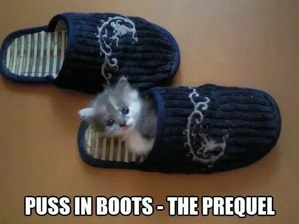 Кота тапком фото Pin on Cat Art , Memes & Funnies