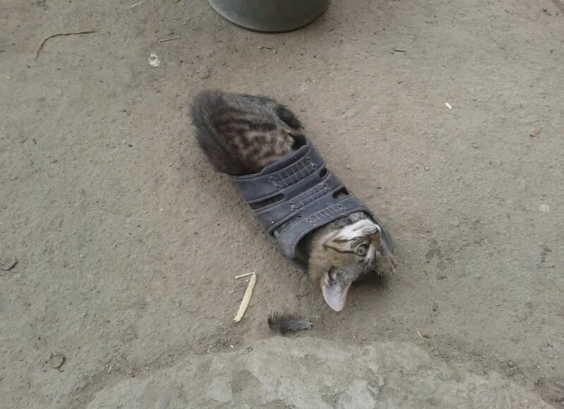 Кота тапком фото Создаем свою котоматрицу "Коты и тапки": свежая котоподборка для любителей смотр