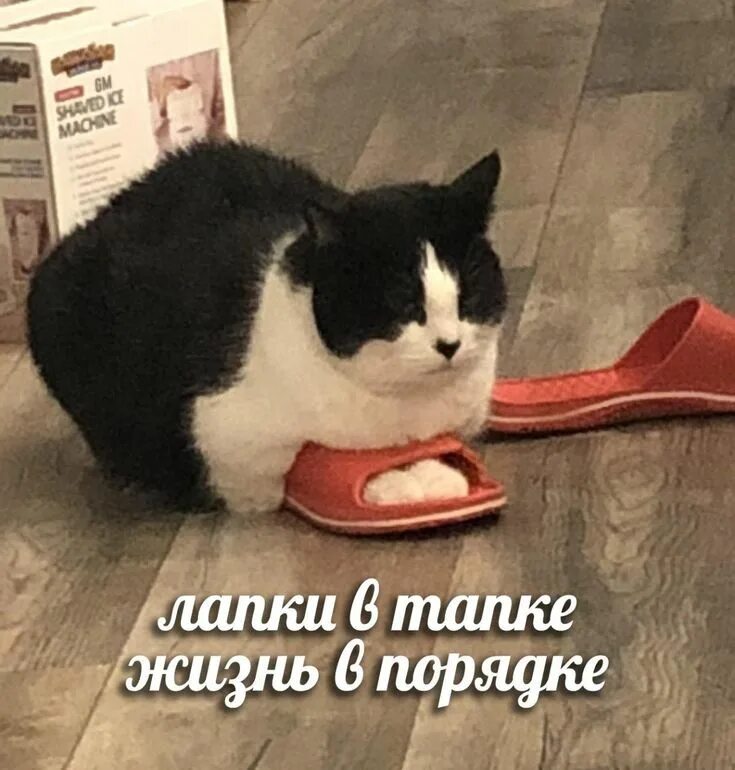 Кота тапком фото Пин от пользователя Solar на доске Mems в 2020 г Кошачьи мемы, Милые котики, Сме