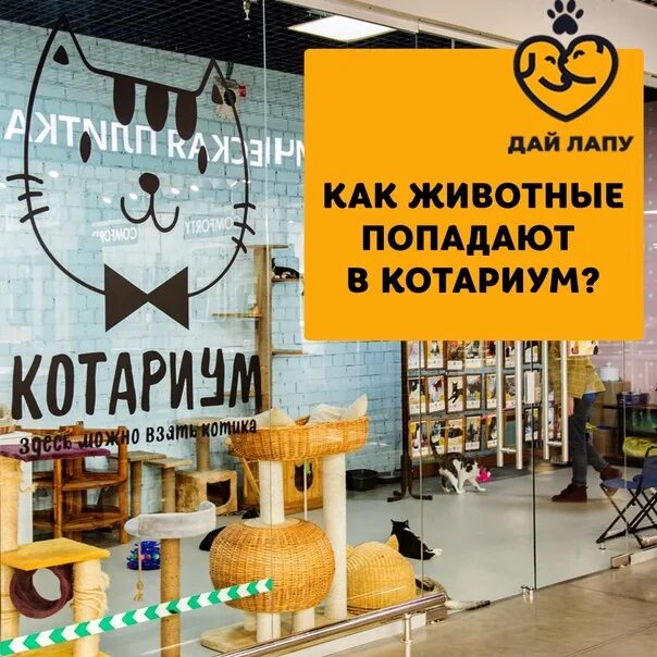 Котариум югорский тракт 38 фото КАК ЖИВОТНЫЕ ПОПАДАЮТ В КОТАРИУМ? Котариум - это помещение, которое находится в 