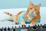 Котэ оганезов рецепты с фото простые Flac cat