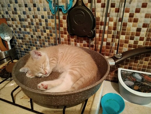 Котэ оганезов рецепты с фото простые Дома все меня достали -стихи (Анатолий Александрович Апполинар) / Проза.ру