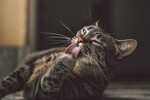 Котэ оганезов рецепты с фото простые Котэ маракуй