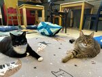 Котеешная no 1 вишняковский пер 19 фото Котеешная no 1 вишняковский пер 19 москва