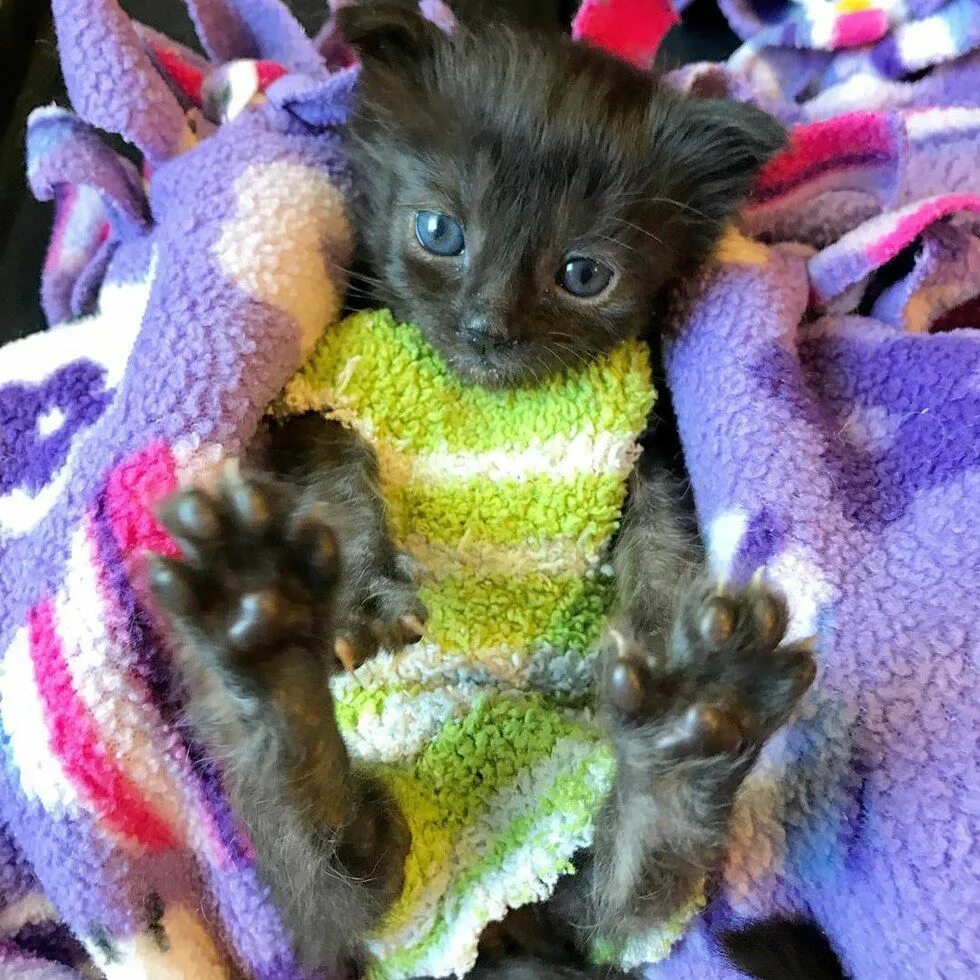 Котенка одежда фото How These Sock Sweaters Protect a Tiny Kitten and Help Her Heal Fluffy kittens, 