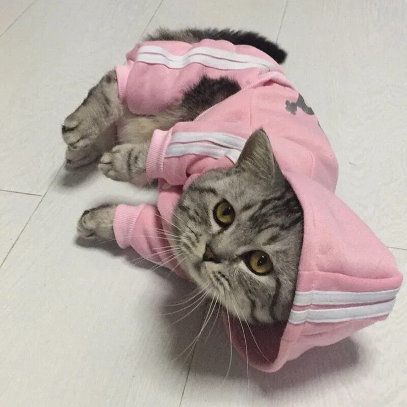 Котенка одежда фото Модная одежда для кошек зимняя теплая хлопковая любимцы котята Kedi Gatto пальто