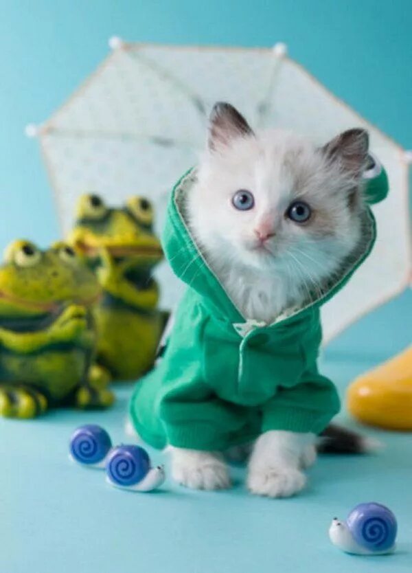 Котенка одежда фото clothing for cats, pets, green hoody, outfit Cat outfits pets, Kitten clothes, P