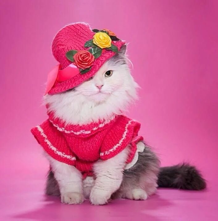 Котенка одежда фото Pin by Francine Beve on nos petits chien & chats Pet costumes, Cat baby clothes,