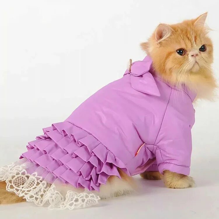 Котенка одежда фото Модные кошки. Фотоподборка