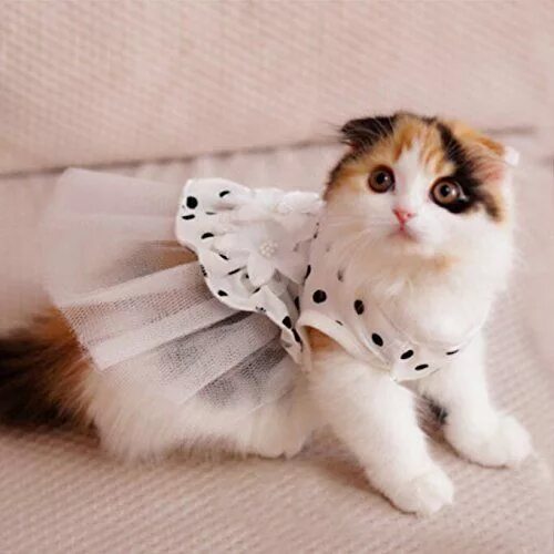 Котенка одежда фото Pin by il0ve-cats on Stylish Cats Pet costumes, Cats, Pet clothes
