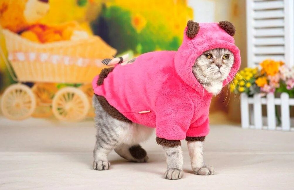 Котенка одежда фото 200 фото со смешными котами и котятами (лучшие приколы)