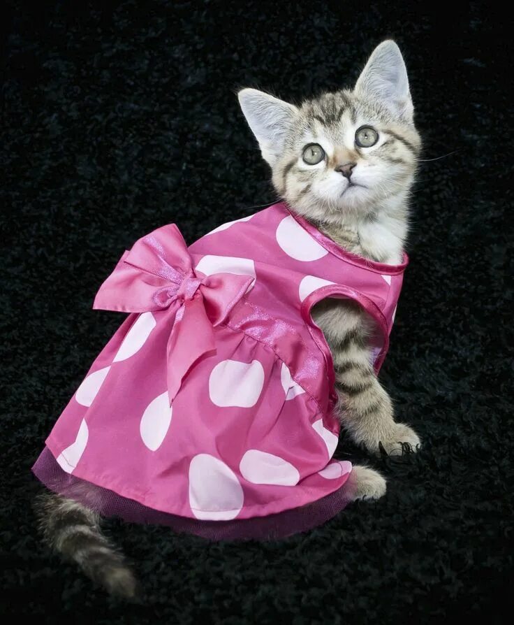 Котенка одежда фото Gata de vestido Roupas para gatos, Filhotes de gatos, Gatos