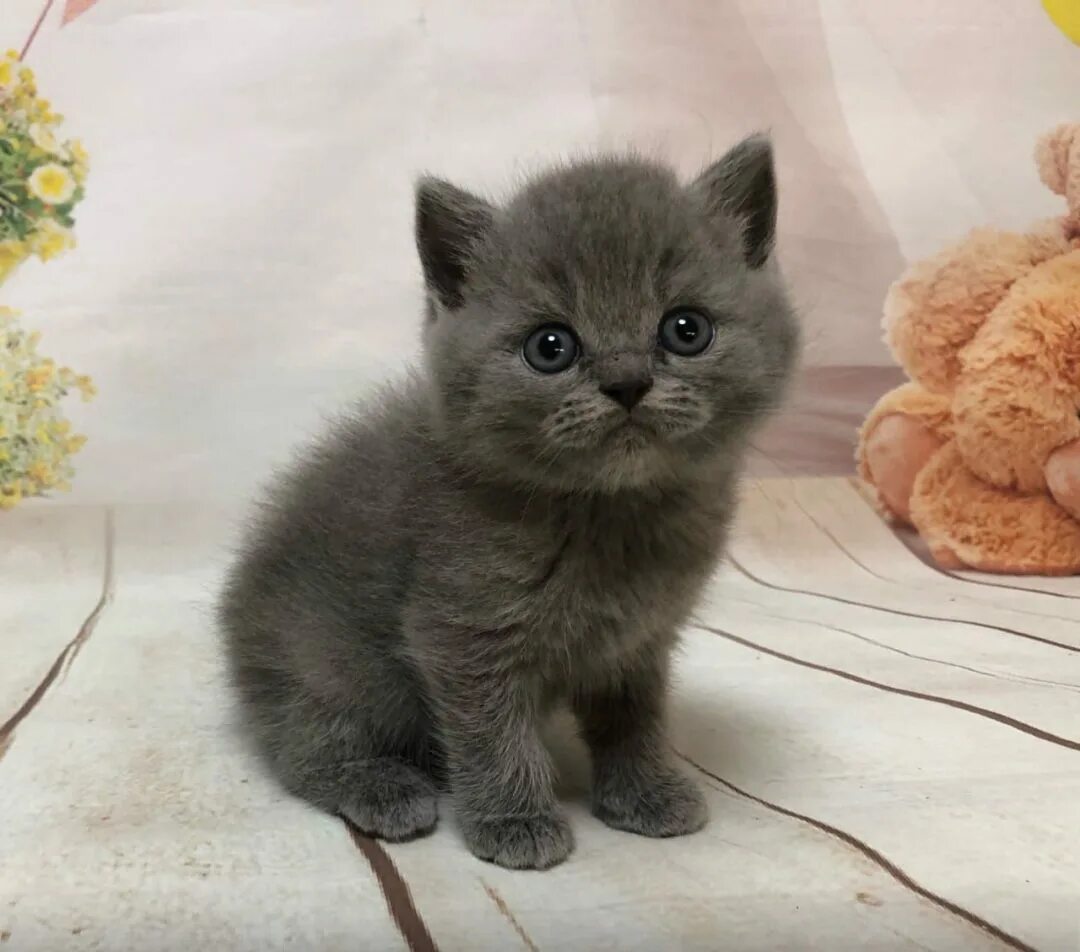 Котенок 1 5 месяца фото Продам маленьких бусинок - Доска бесплатных объявлений Mur.tv