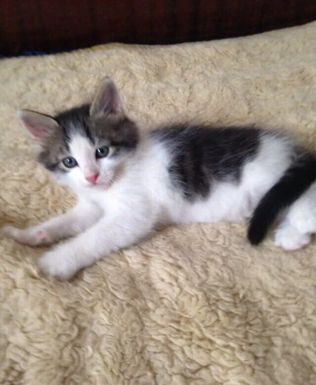 Котенок 1 5 месяца фото Котята 1,5 месяца - купить в Москве, цена 1 руб., продано 7 сентября 2018 - Кошк