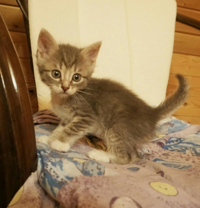 Котенок 1 5 месяца фото Мальчик. Котенок 1,5 месяца - купить в Москве, бесплатно, продано 25 сентября 20
