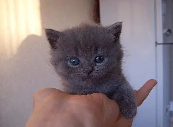 Котенок 1 5 месяца фото Котята чистокровные британци, выростут крупными, с плюшевой шорсткой. Цена 1,5 т