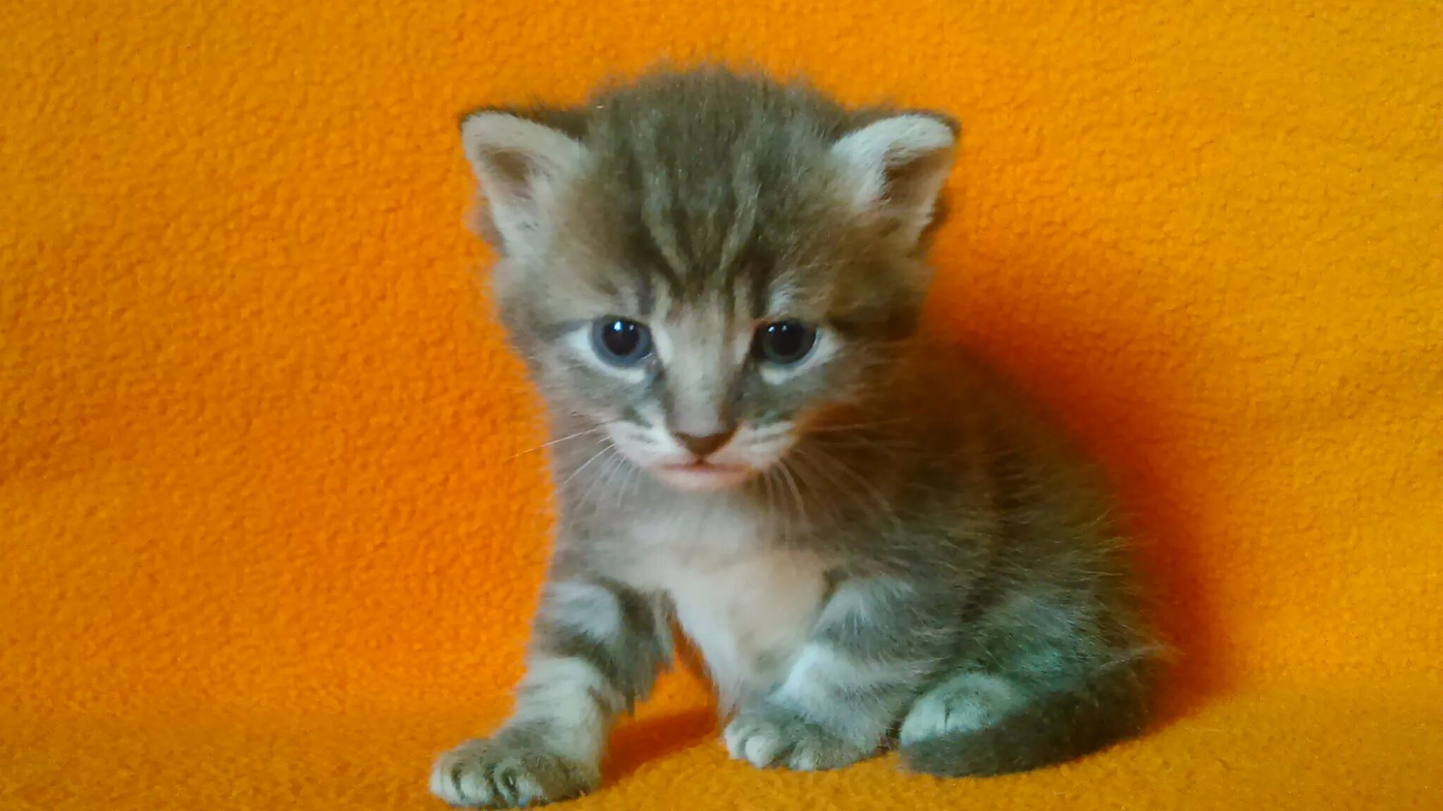 Котенок 1 5 месяца фото Котенок 1 5 месяца фото - Котенок 5 месяцев (199 фото) . tre-i-dnr.ru