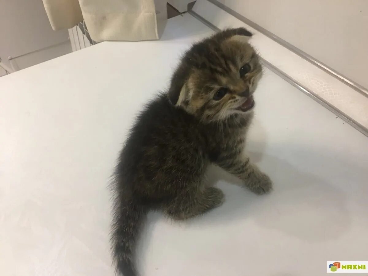 Котенок 1 5 месяца фото Картинки КОТ 1 5 МЕСЯЦЕВ
