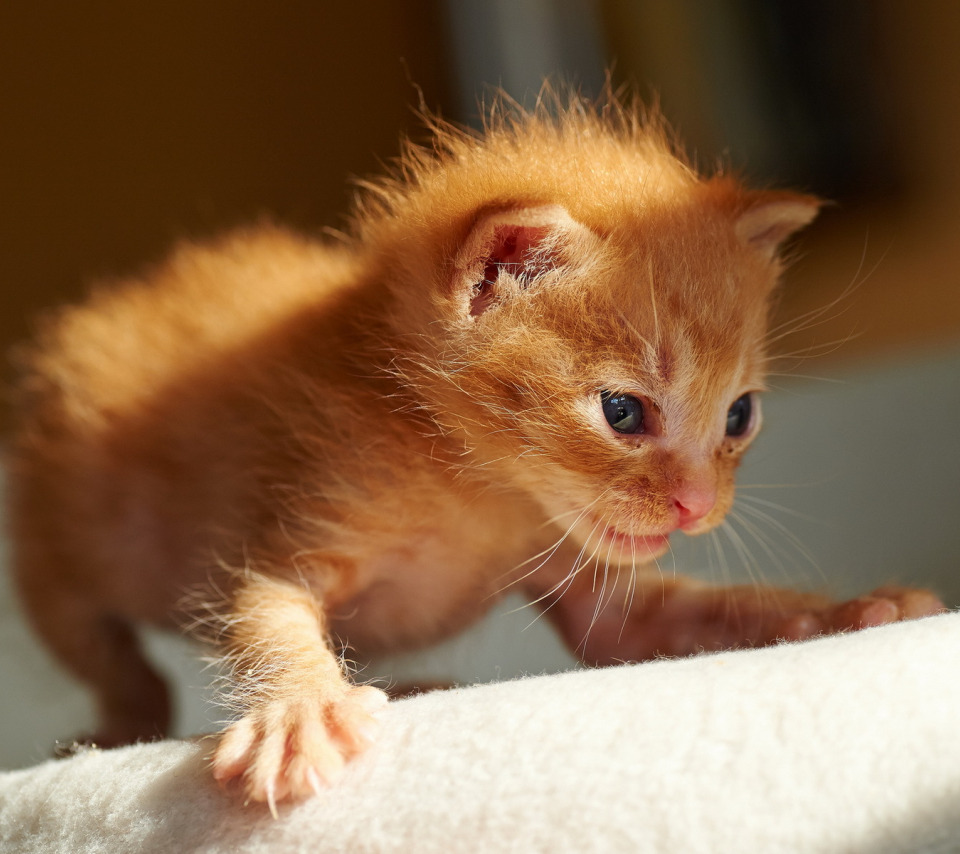 Котенок 1 год фото Скачать обои кошка, котёнок, первые шаги, раздел кошки в разрешении 960x854