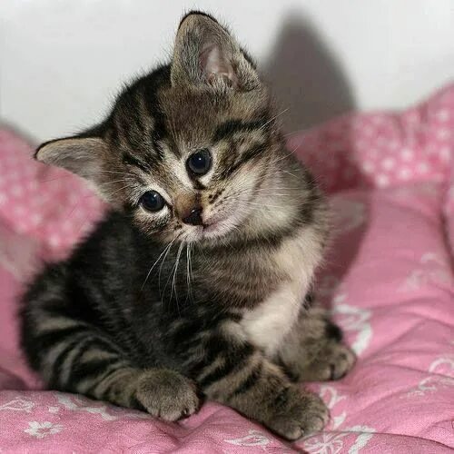 Котенок 1 год фото Pin by Lynn Loper-Sakers on CATS Cats, Cat care, Kittens cutest