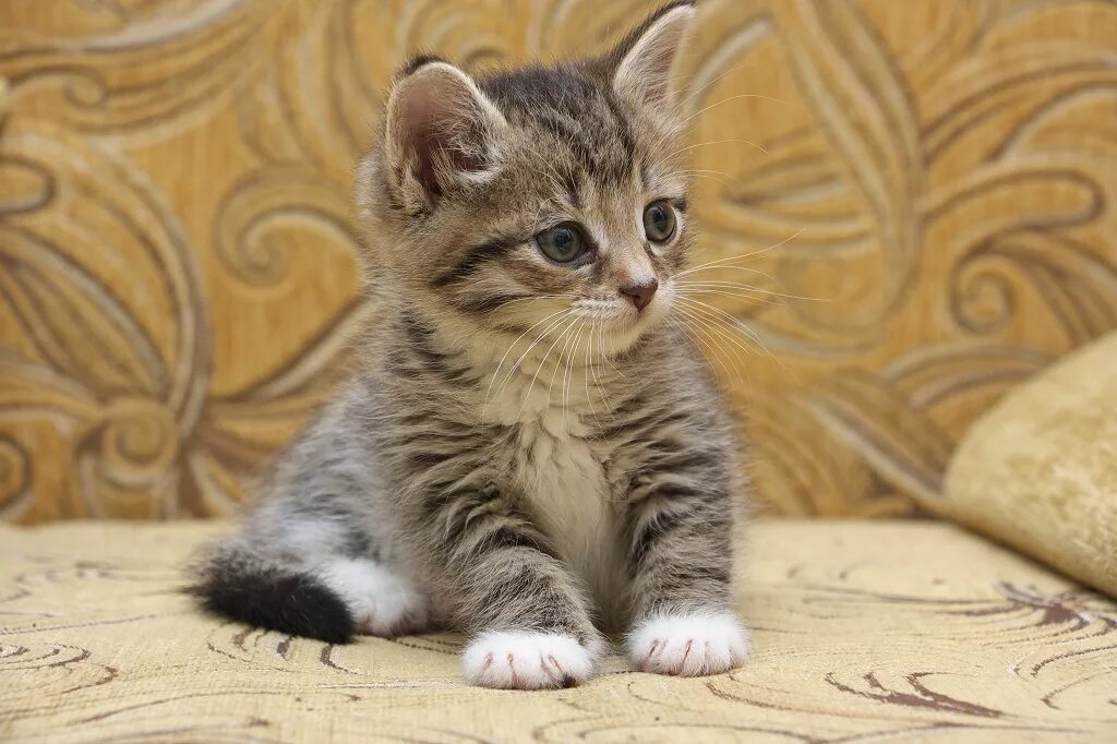 Котенок 1 год фото Первые котята