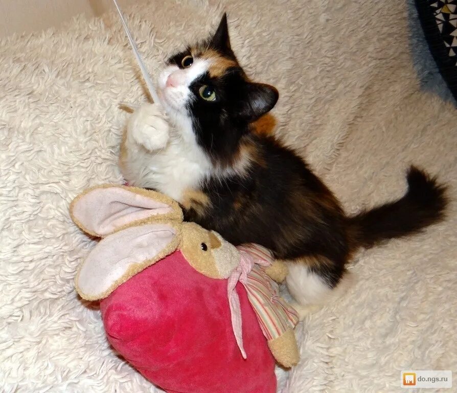 Котенок 1 год фото Котенок 1 год: найдено 77 картинок