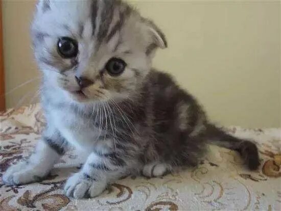 Котенок 1 месяц фото Неактивно