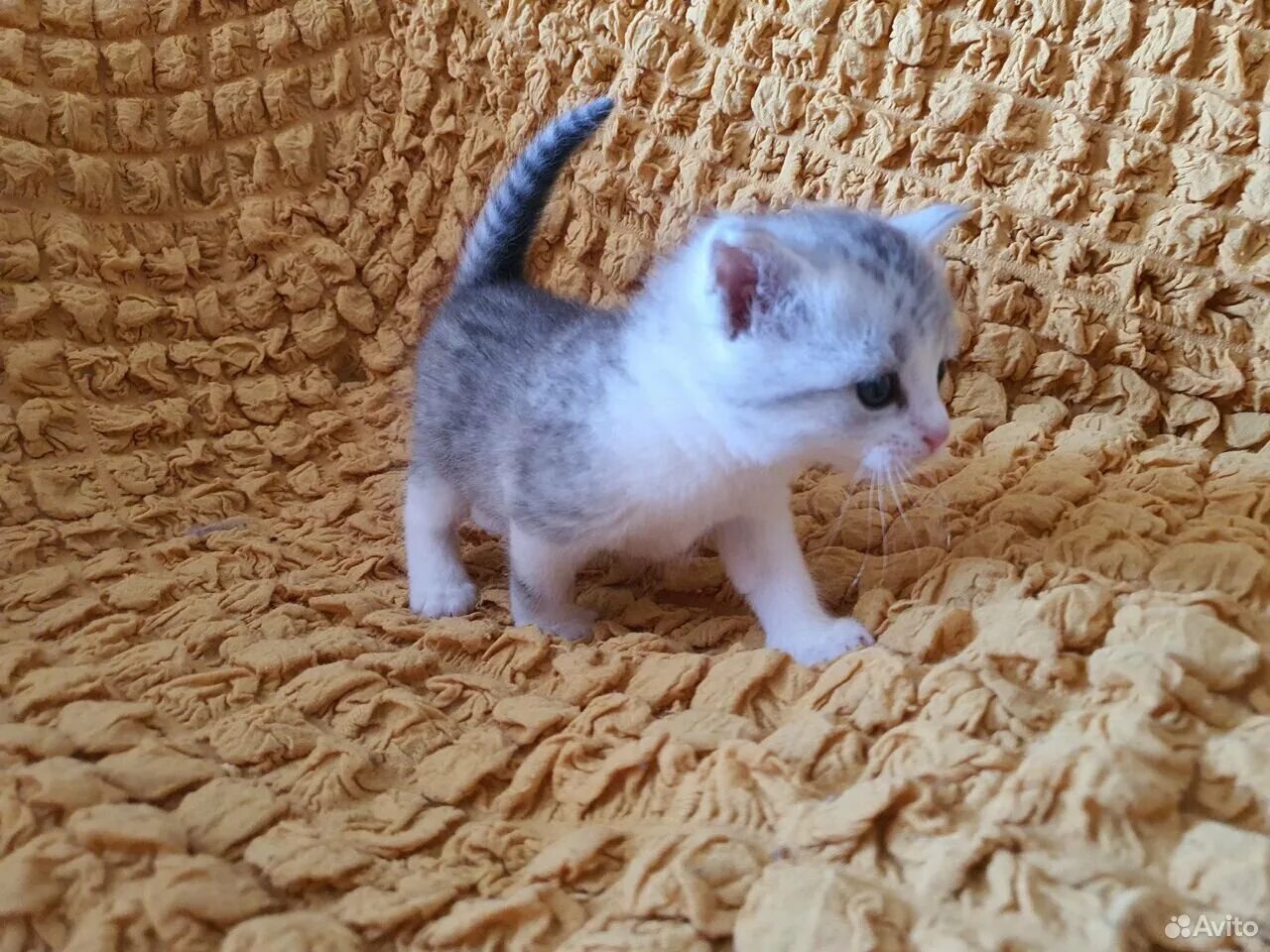 Котенок 1 месяц фото Котенок 1 месяц: найдено 78 изображений