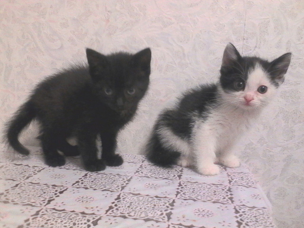 Котенок 1 месяц фото Картинки ВОЗРАСТ КОТЕНКА 1 МЕСЯЦ