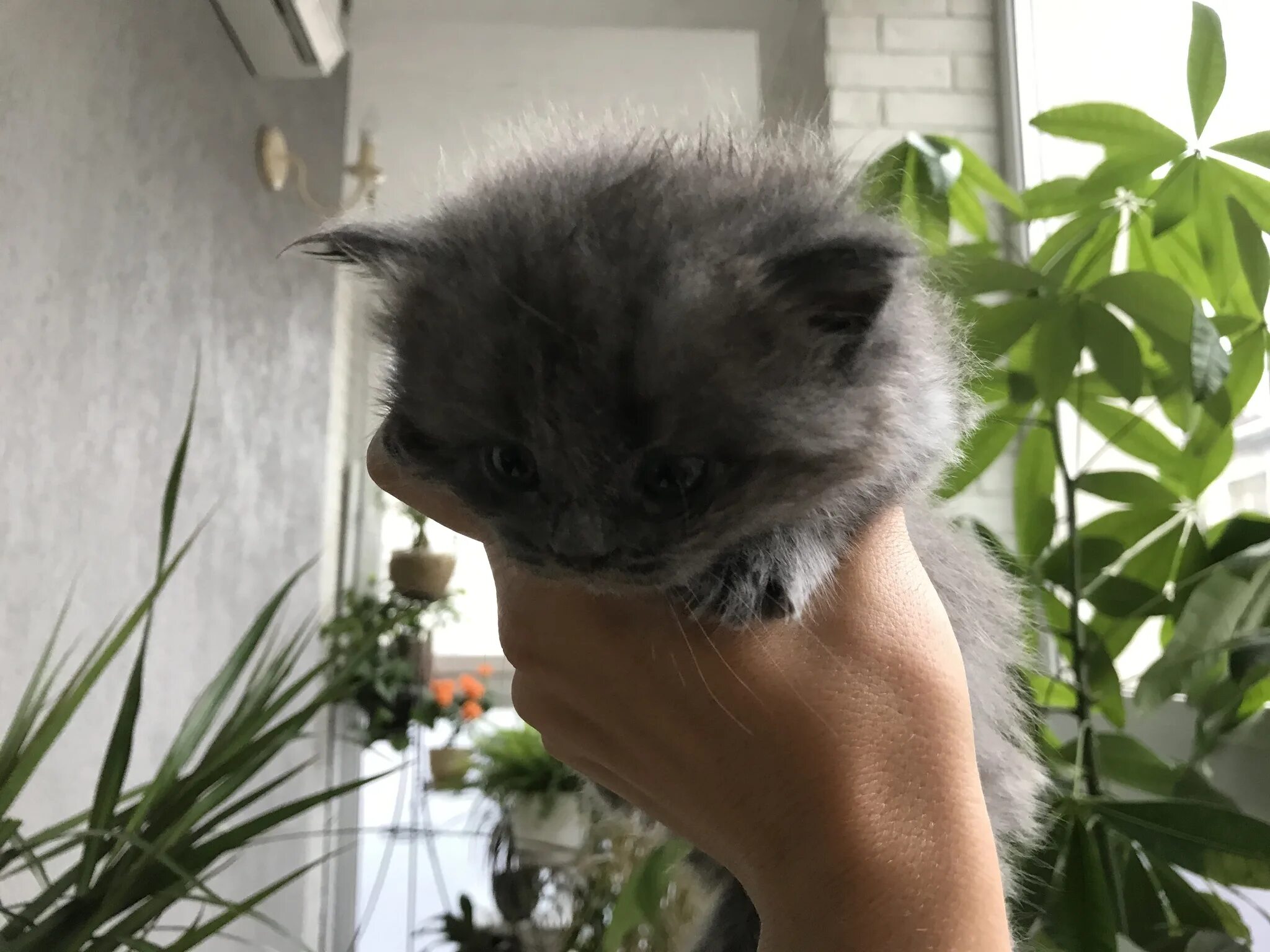 Котенок 1 месяц фото Котенок 1 месяц: найдено 78 изображений