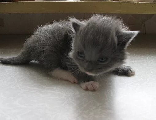 Котенок 1 месяц фото обычный приму в дар котёнка до месяца - обсуждение (1992703) на форуме nn.ru