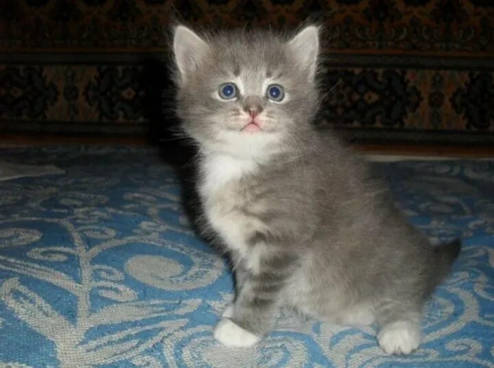 Котенок 1 месяц фото обычный Котята Мышки - купить в Зеленограде, цена 1 руб., продано 12 августа 2023 - Кошк