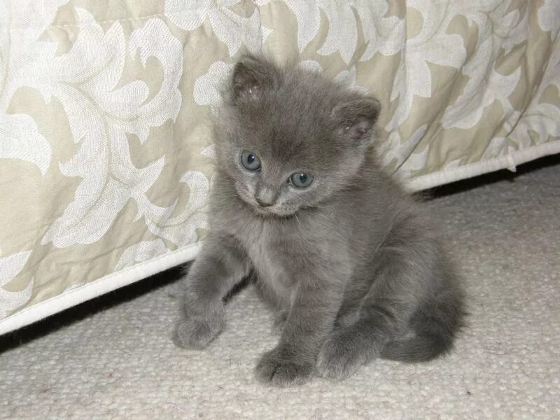 Котенок 1 месяц фото обычный Альбом Наши кошки. Фото "Котятам месяц" 83 k (800x600) P1210119.JPG