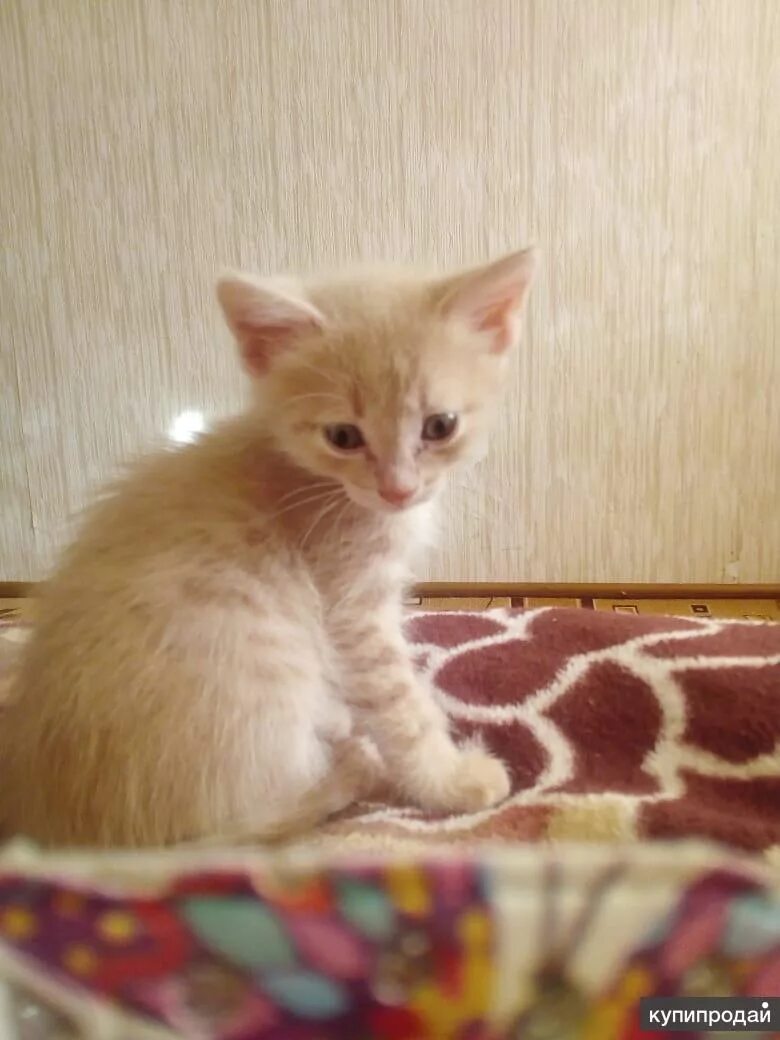 Котенок 1 месяц фото обычный Котята (1 месяц) в Ульяновске