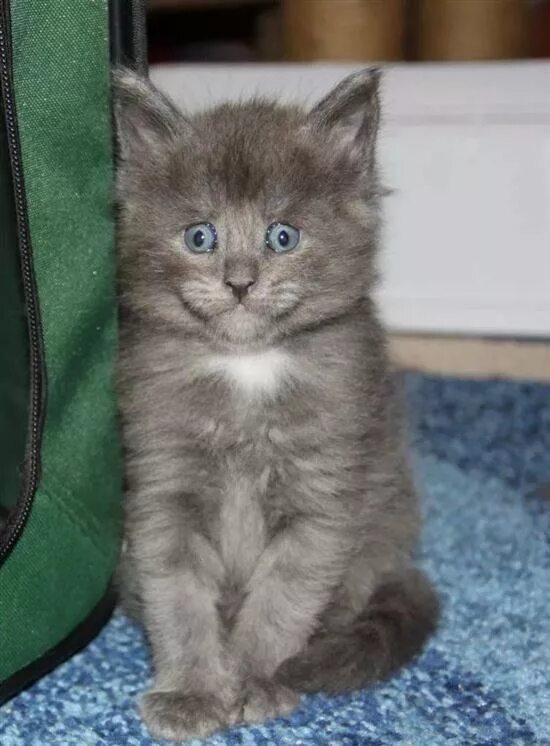 Котенок 1 месяц фото обычный Котят 1 месяц - Арт Минск.ру