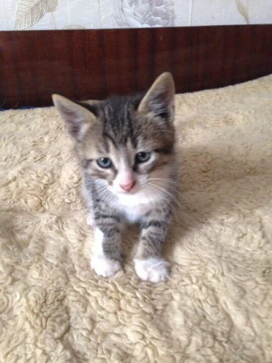 Котенок 1 месяц фото обычный Котята 1,5 месяца - купить в Москве, цена 1 руб., продано 7 сентября 2018 - Кошк