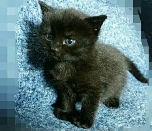 Котенок 1 месяц фото обычный Мысықтар в Восточно-Казахстанской области: марғау сатып алу, OLX.kz Восточно-Каз