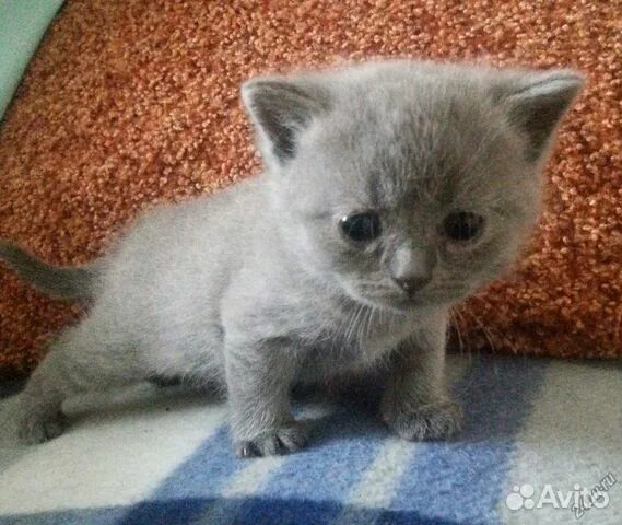 Котенок 1 месяц фото обычный Британская купить в Челябинске Животные и зоотовары Авито