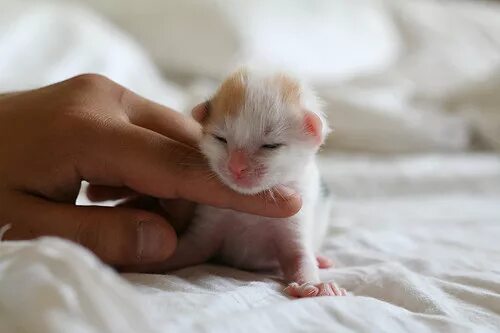 Котенок 1 неделя фото cheer-you-up animals Flickr