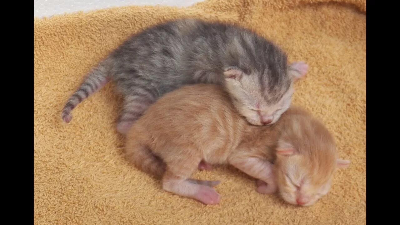Котенок 1 неделя фото Newborn kittens, only one day old - YouTube