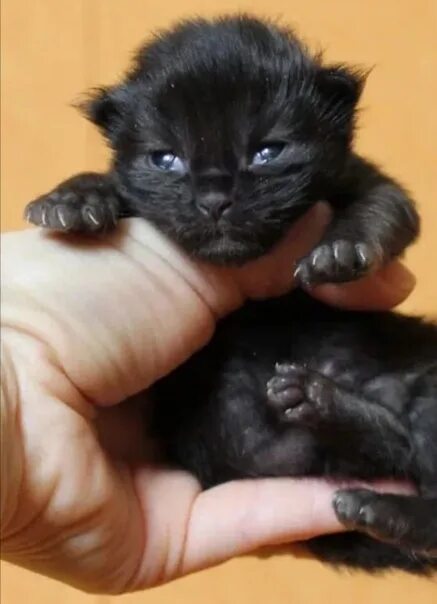 Котенок 1 неделя фото The black cat is looking for its owner. Put the cat in good hands. Tel 895105992