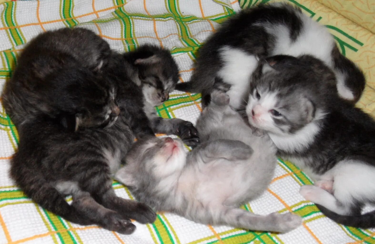 Котенок 1 неделя фото Котята: вторая неделя жизни Кот, кошка и котята