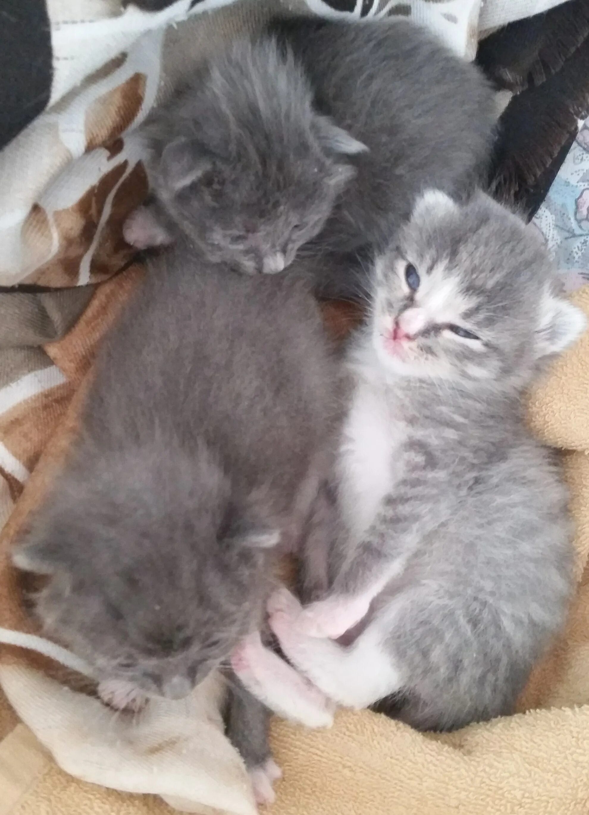 Котенок 1 неделя фото Котята 1 неделя: найдено 86 изображений